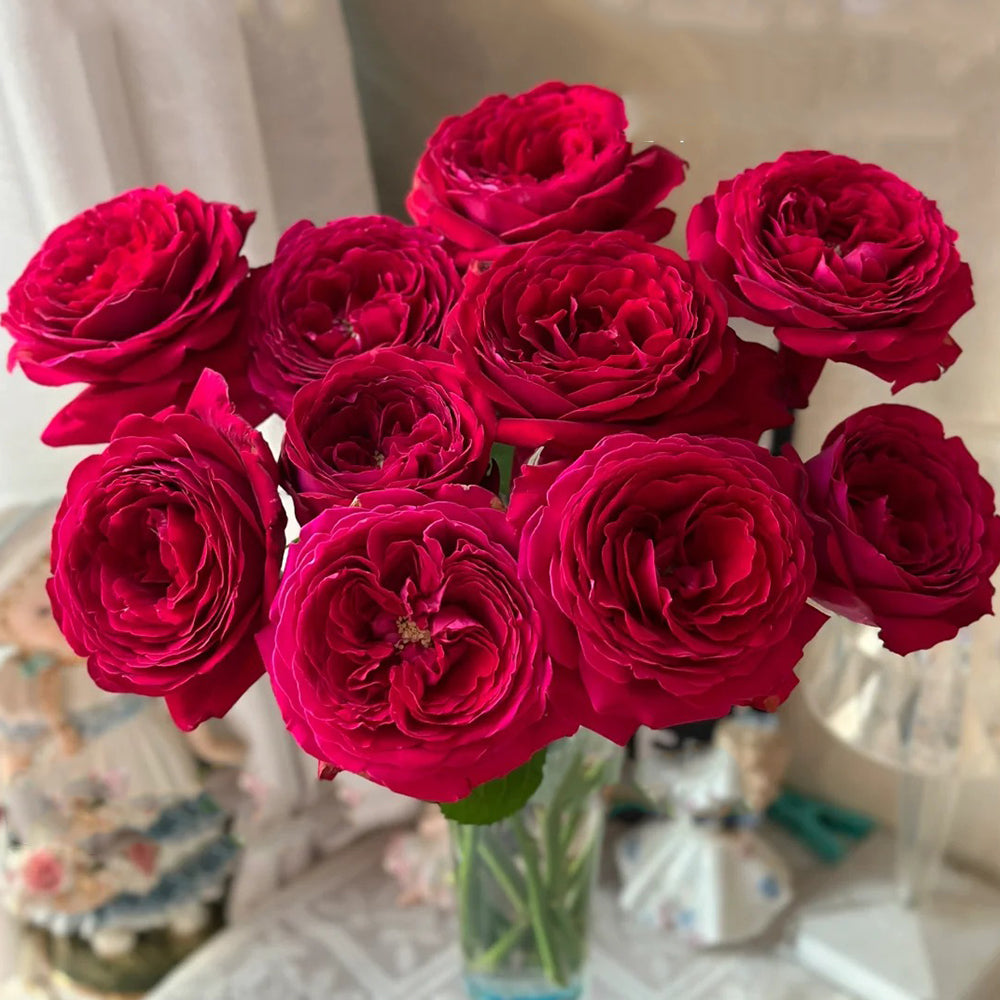 薔薇 切り花品種 couleur rouge 20251116 Fragrance Red Japanese Florist Shrub Rose Bush For Sale