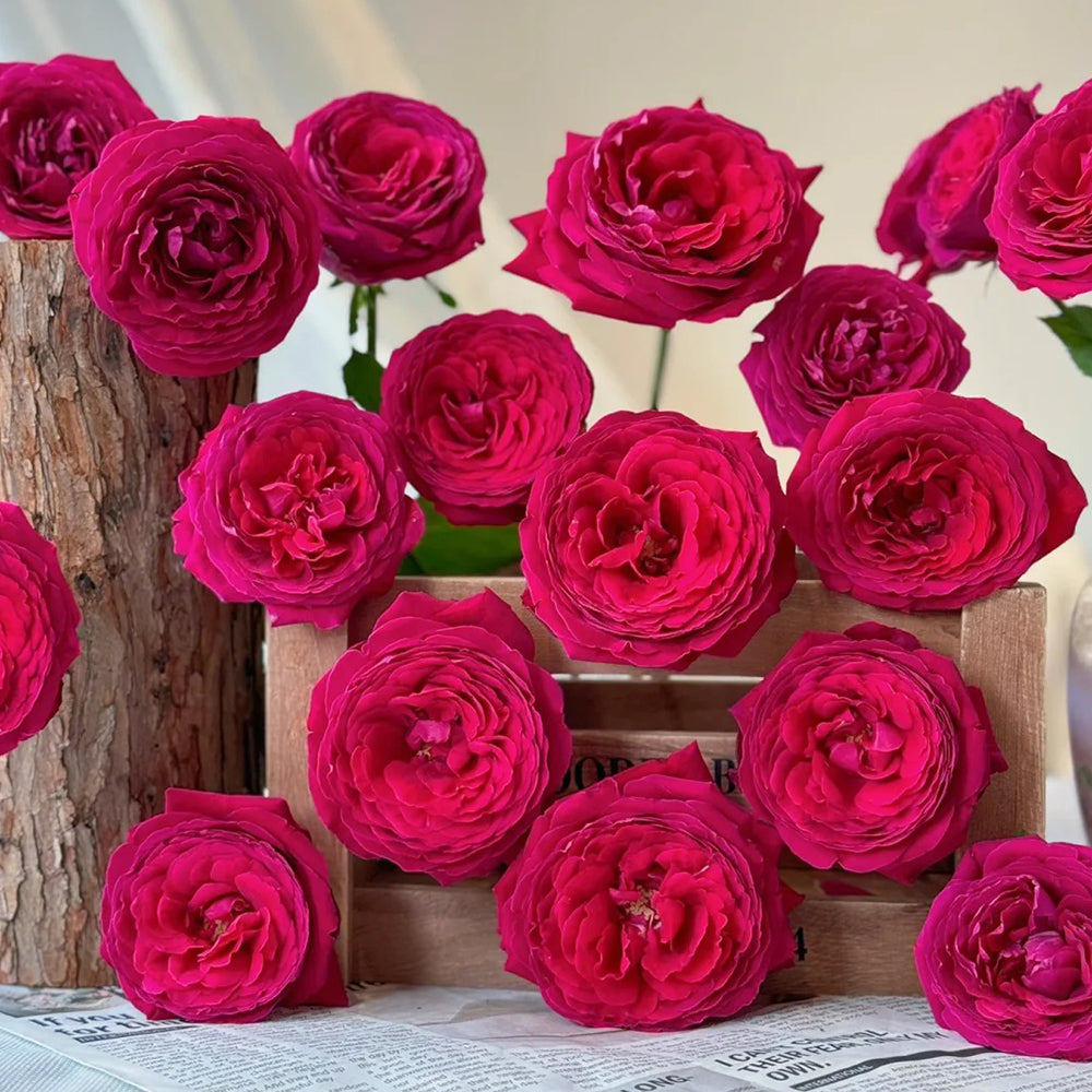 Fragrance Red Japanese Florist Shrub Rose