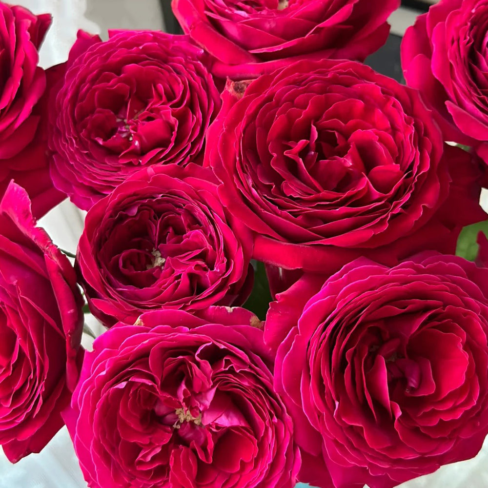 Fragrance Red Japanese Florist Shrub Rose