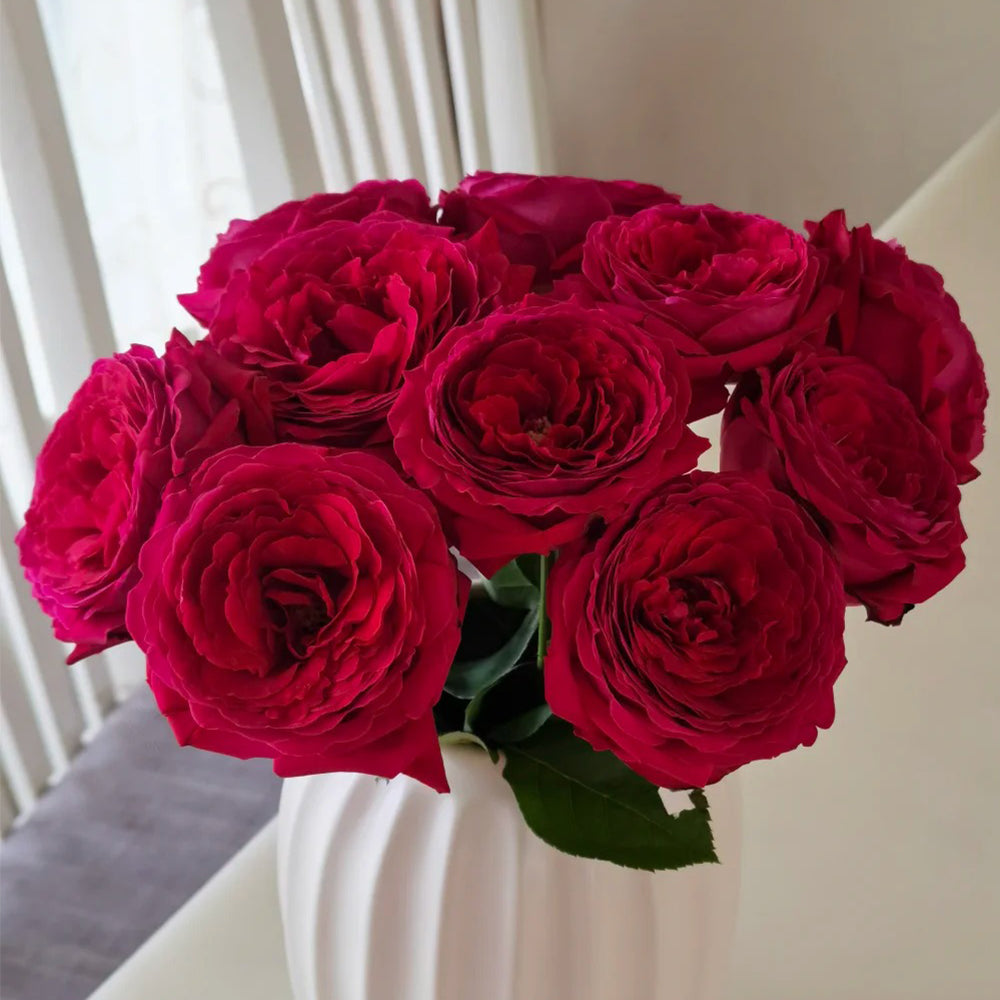Fragrance Red Japanese Florist Shrub Rose
