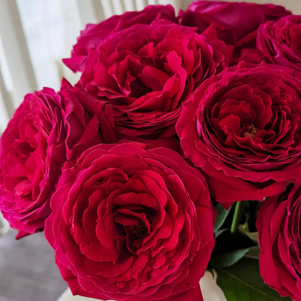 Fragrance Red Japanese Florist Shrub Rose
