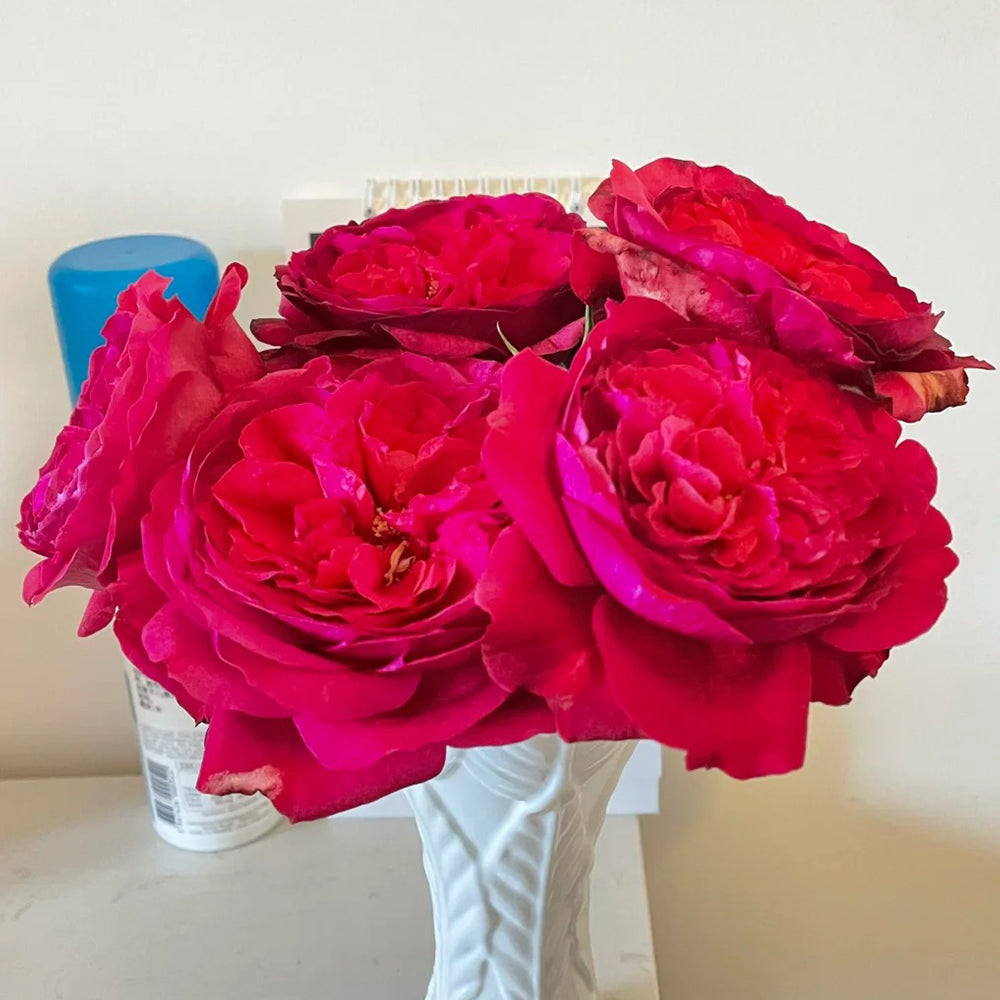 Fragrance Red Japanese Florist Shrub Rose