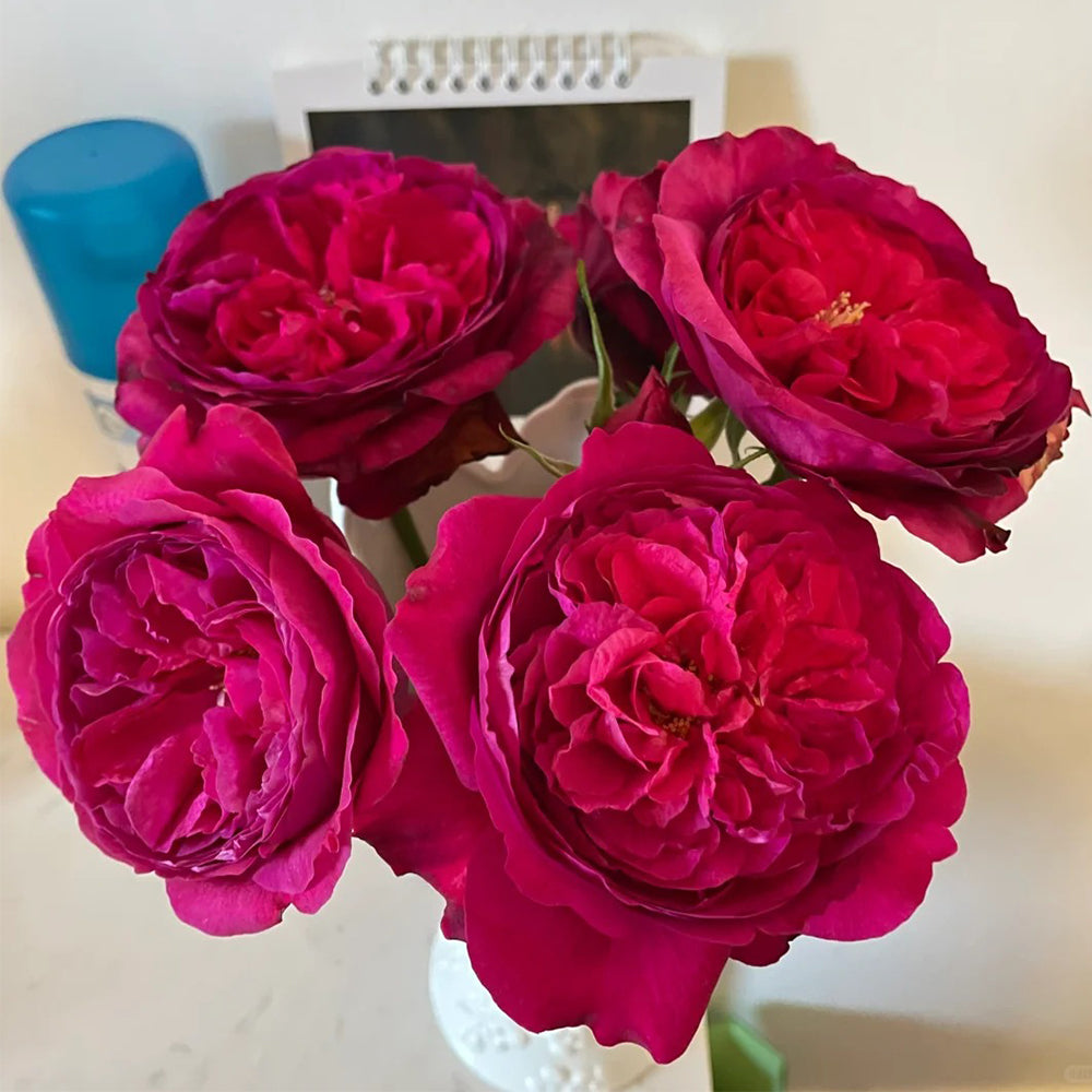 Fragrance Red Japanese Florist Shrub Rose