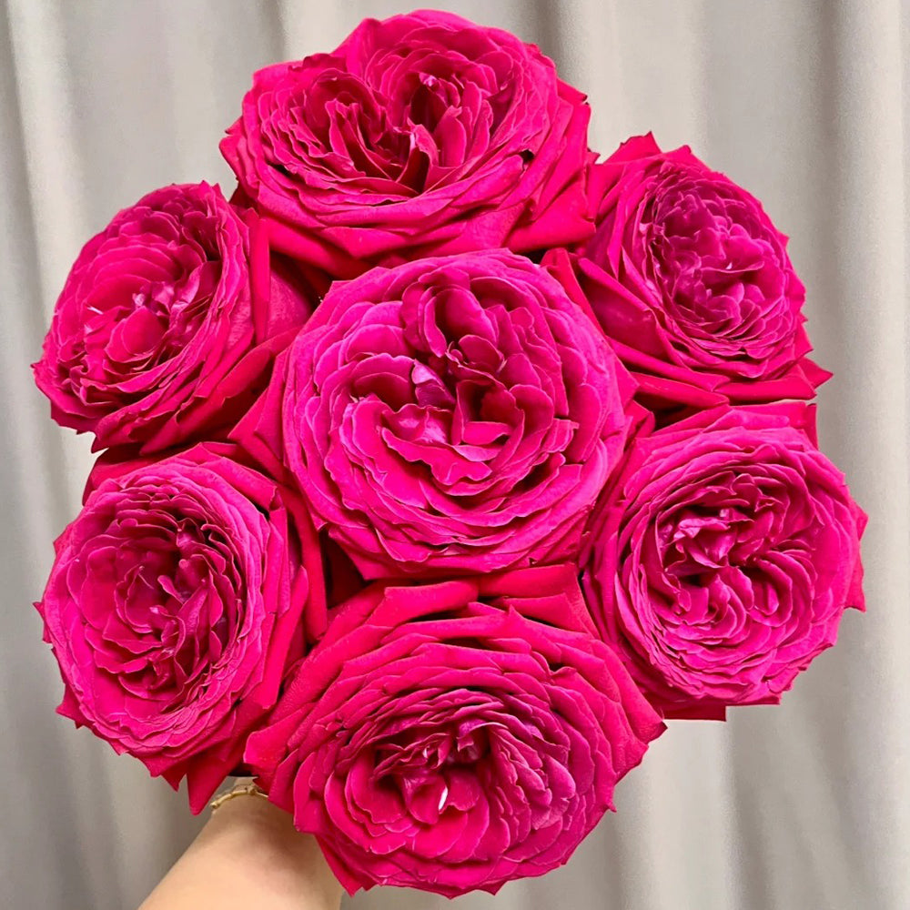 Fragrance Red Japanese Florist Shrub Rose