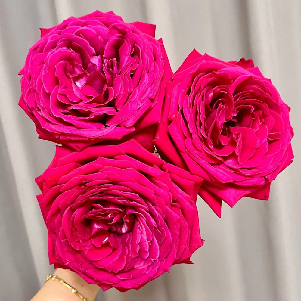Fragrance Red Japanese Florist Shrub Rose
