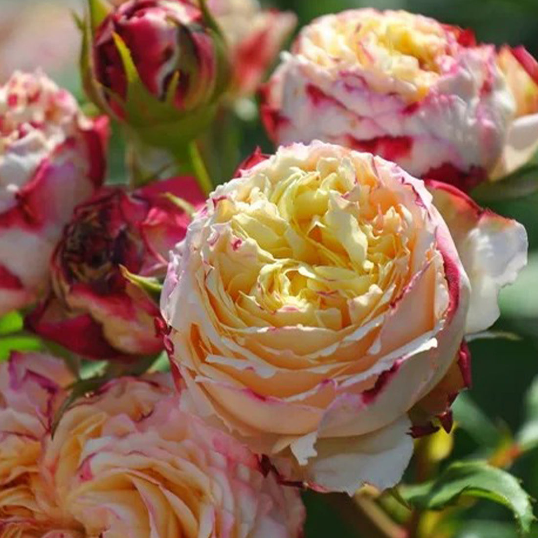 Fruit Japanese Florist Shrub Rose