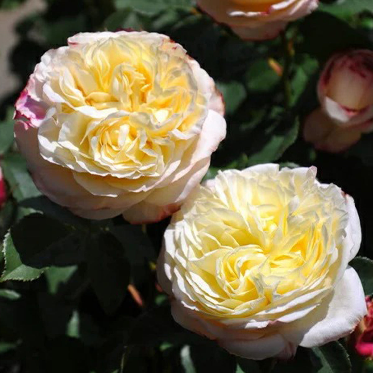 Fruit Japanese Florist Shrub Rose