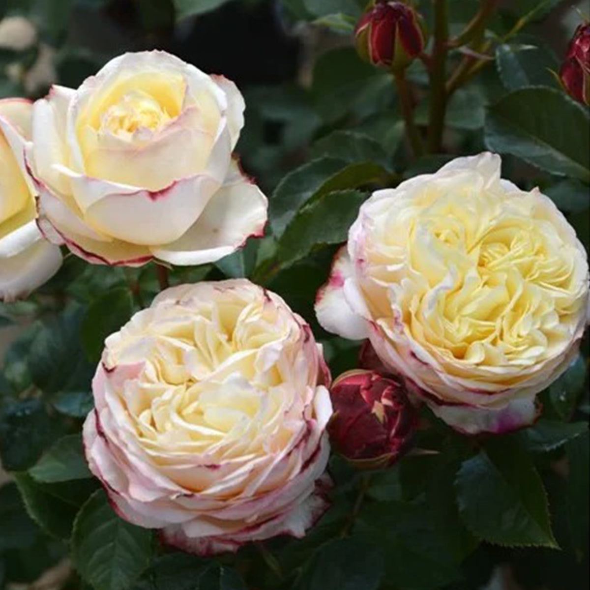 Fruit Japanese Florist Shrub Rose