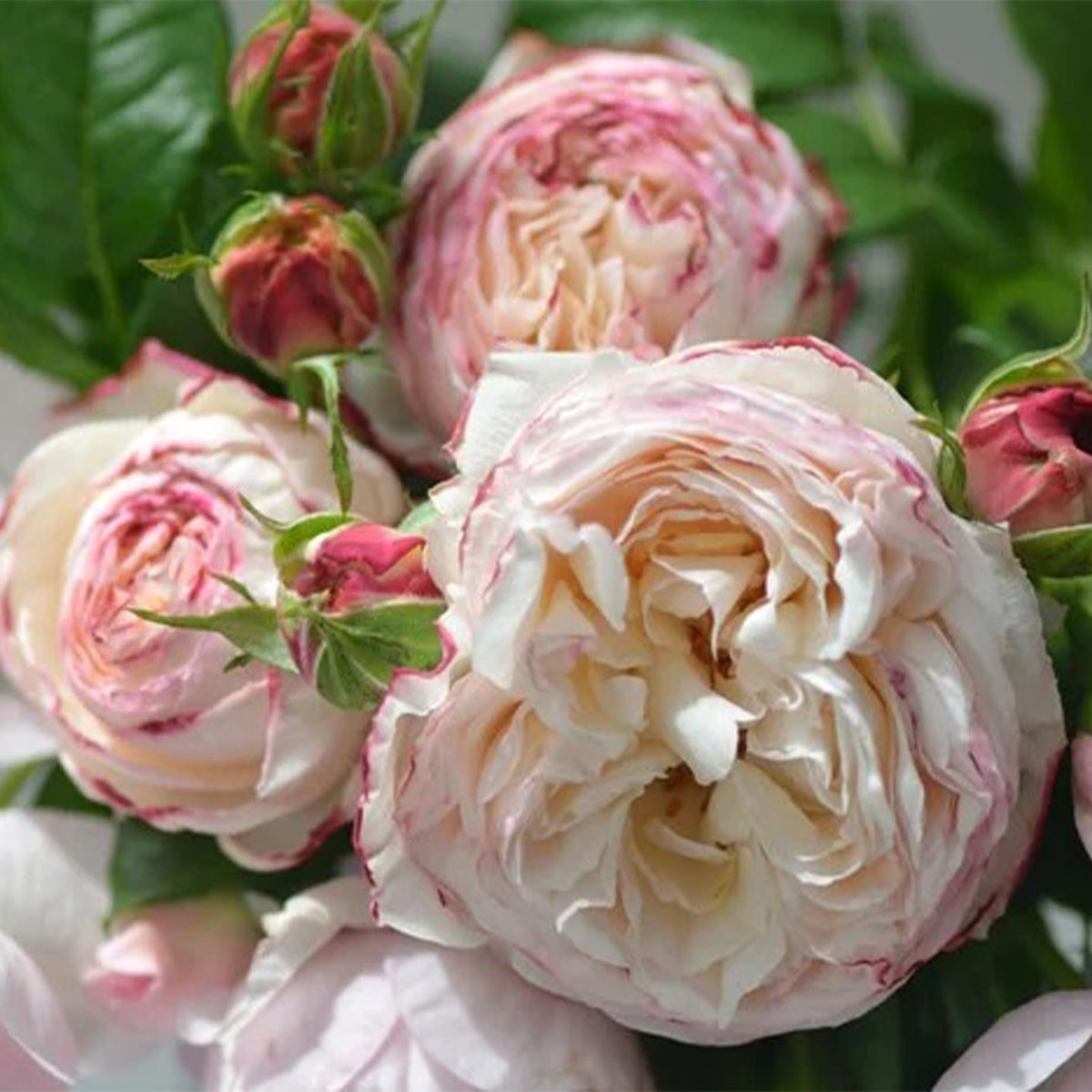 Fruit Japanese Florist Shrub Rose