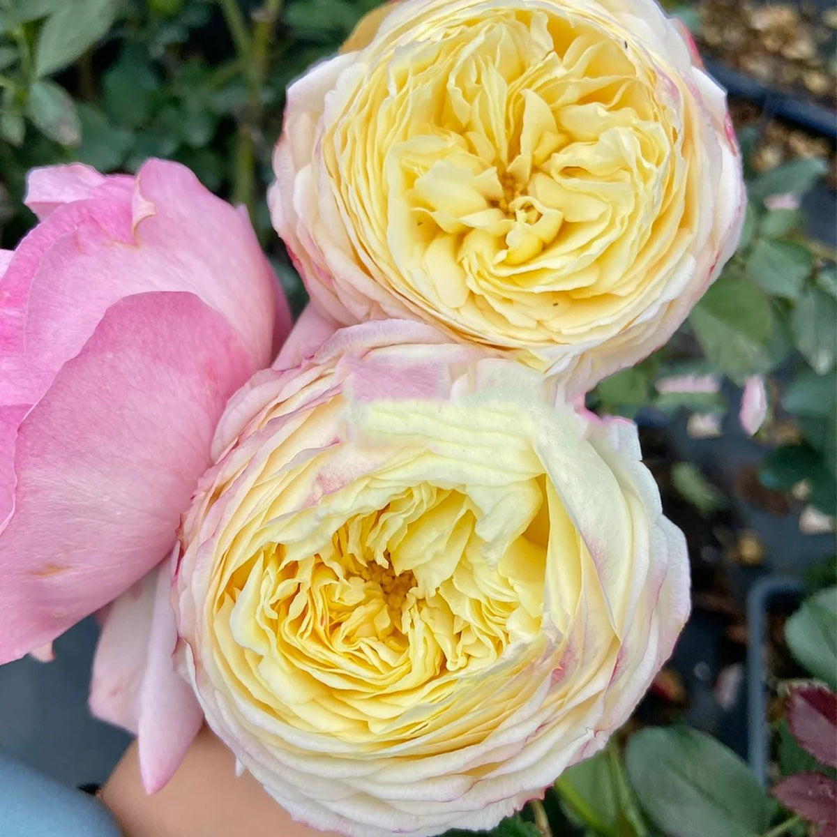 Fruit Japanese Florist Shrub Rose