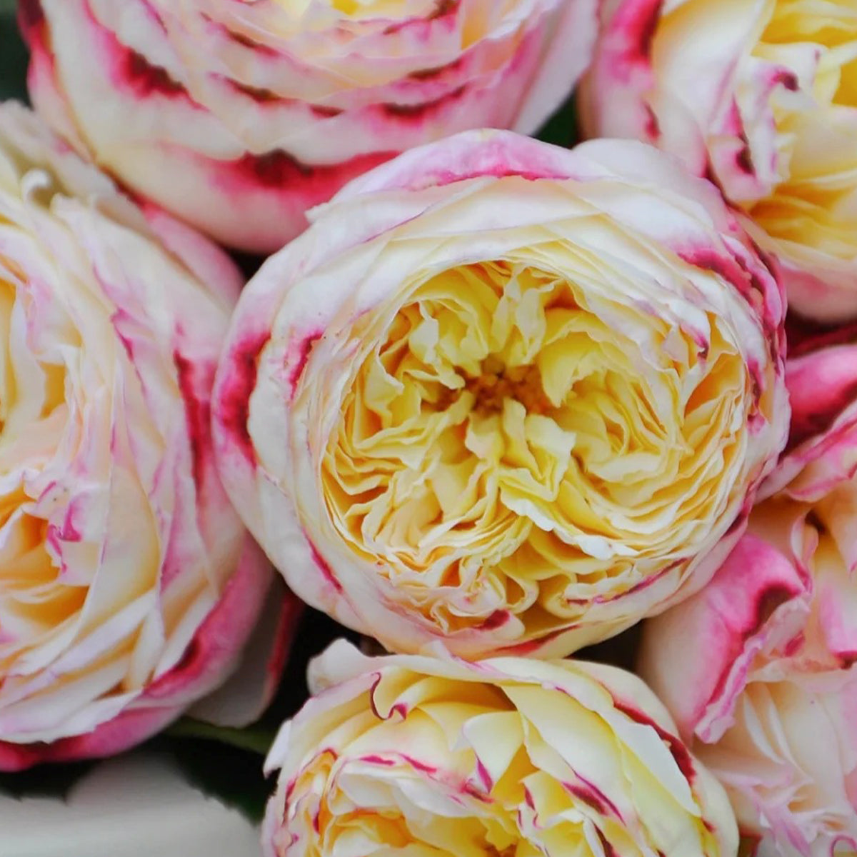Fruit Japanese Florist Shrub Rose