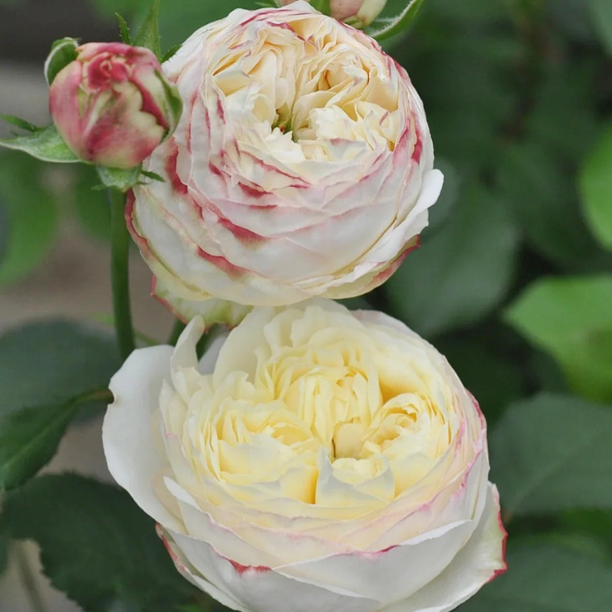 Fruit Japanese Florist Shrub Rose