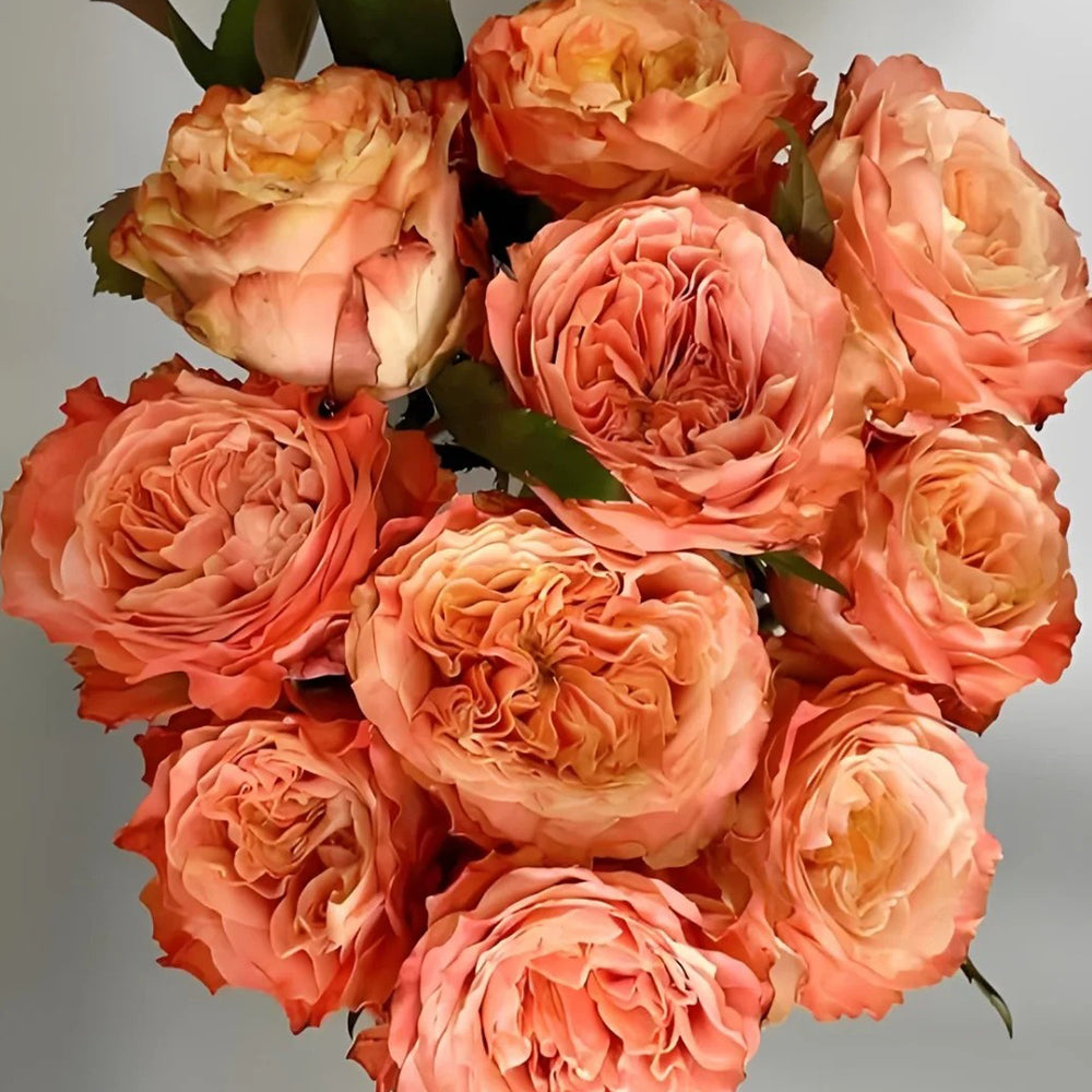 Funky Peach Dutch Florist Shrub Rose