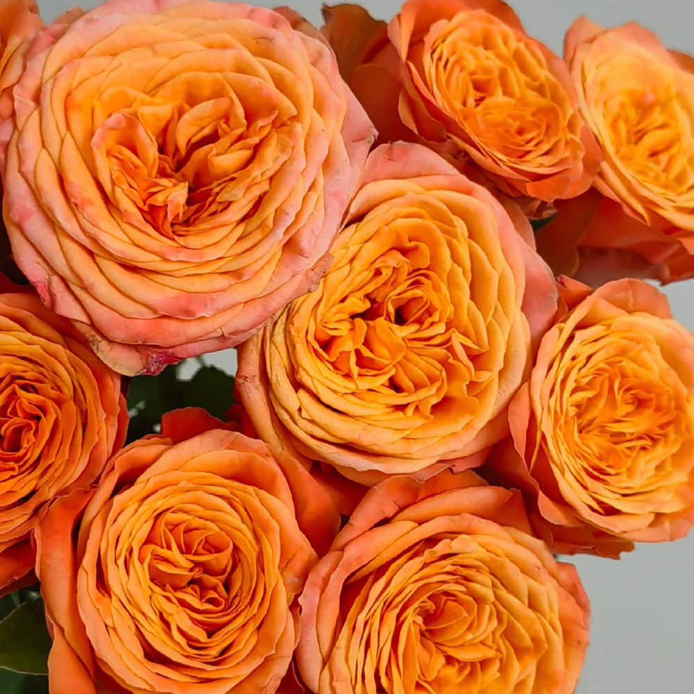 French Florist Shrub Rose Inspired by Garden City