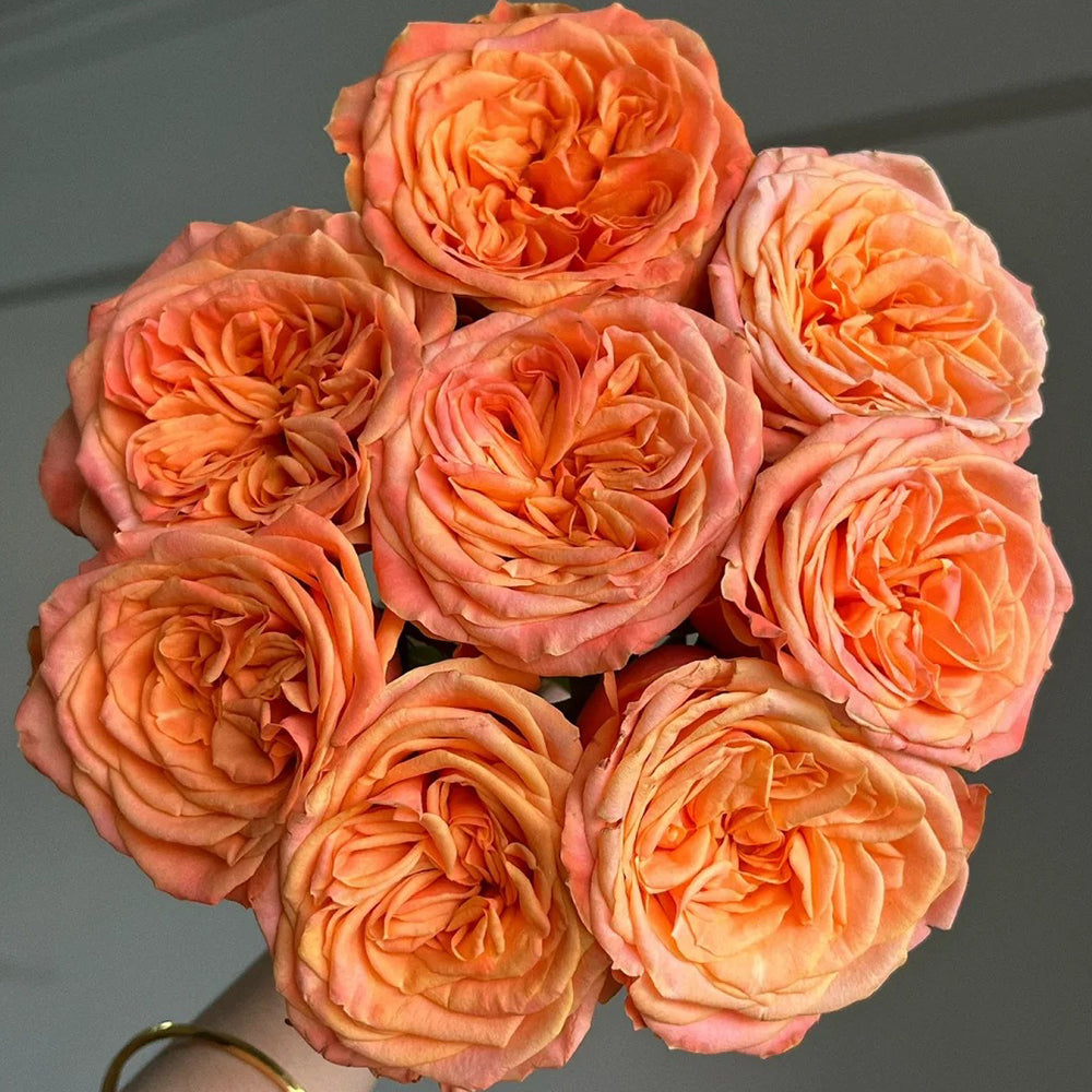 French Florist Shrub Rose Inspired by Garden City