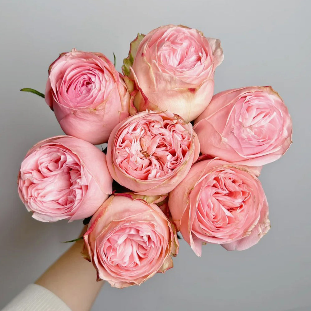 French Florist Shrub Rose Inspired by Garden Fashion