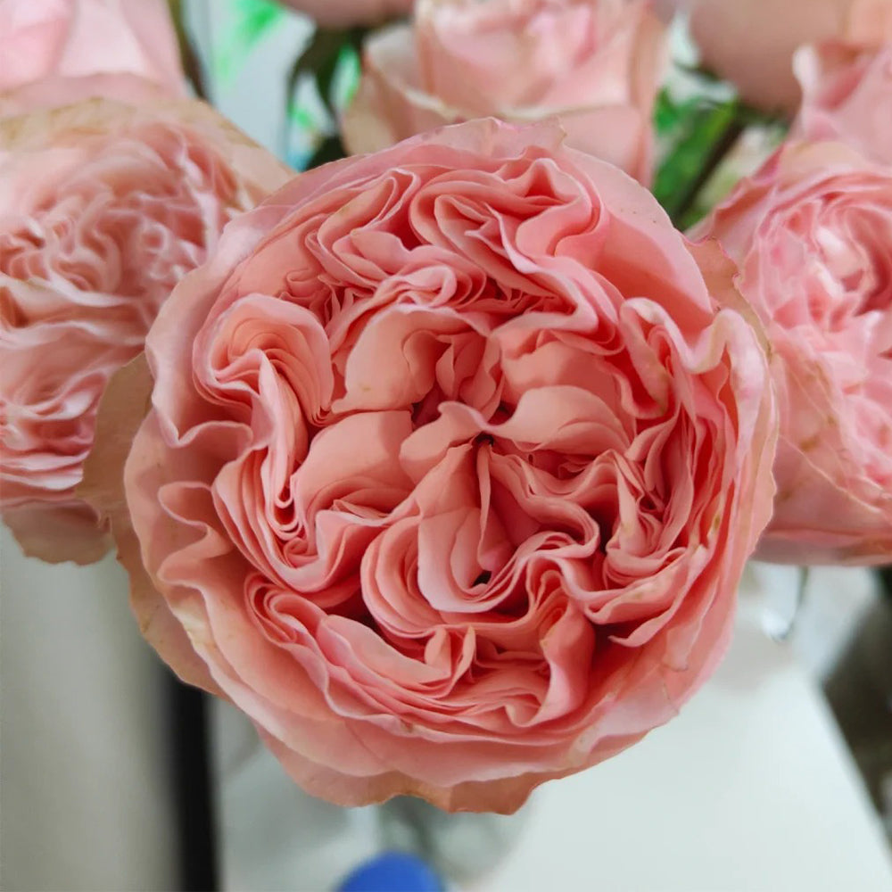 French Florist Shrub Rose Inspired by Garden Fashion