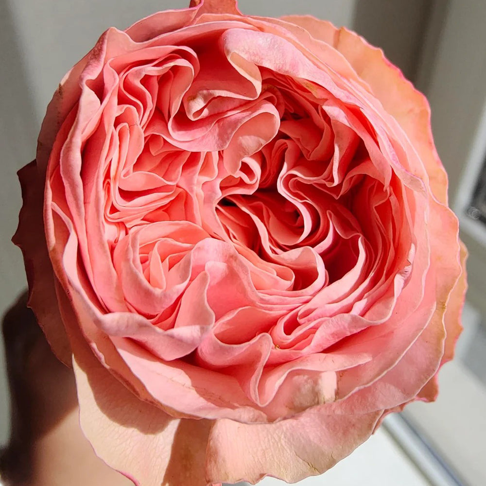 French Florist Shrub Rose Inspired by Garden Fashion