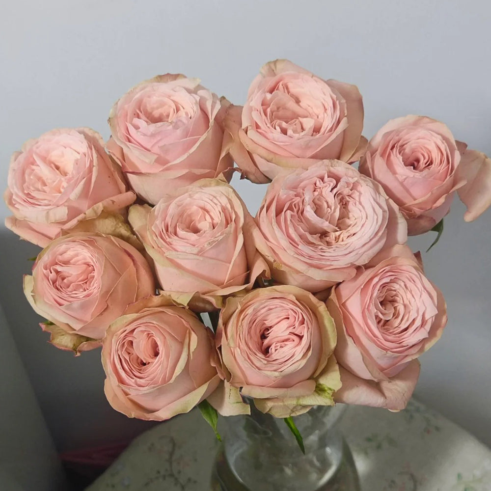 French Florist Shrub Rose Inspired by Garden Fashion