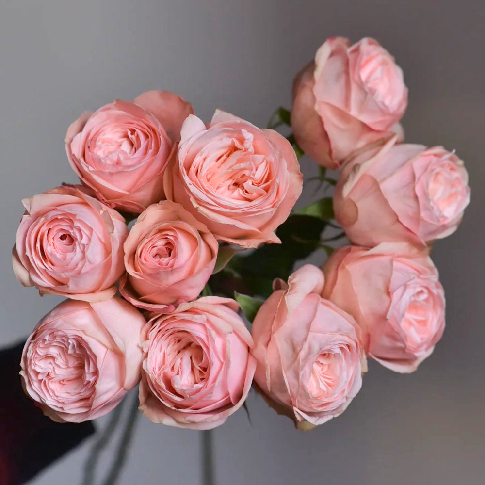 French Florist Shrub Rose Inspired by Garden Fashion