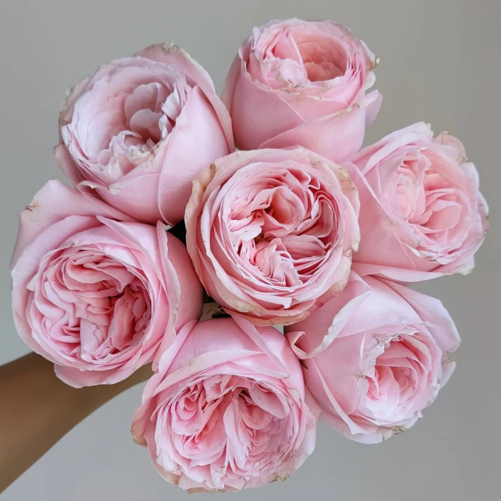 French Florist Shrub Rose Inspired by Garden Fashion
