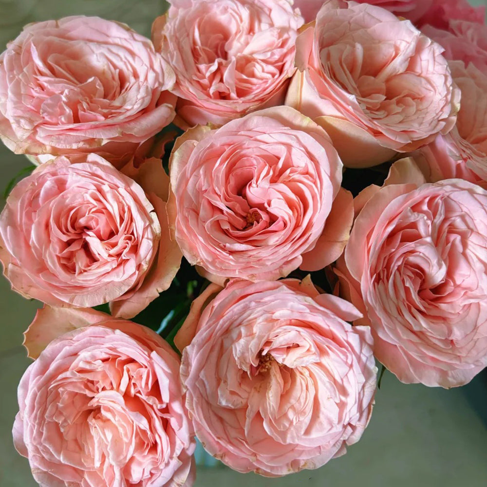 French Florist Shrub Rose Inspired by Garden Fashion