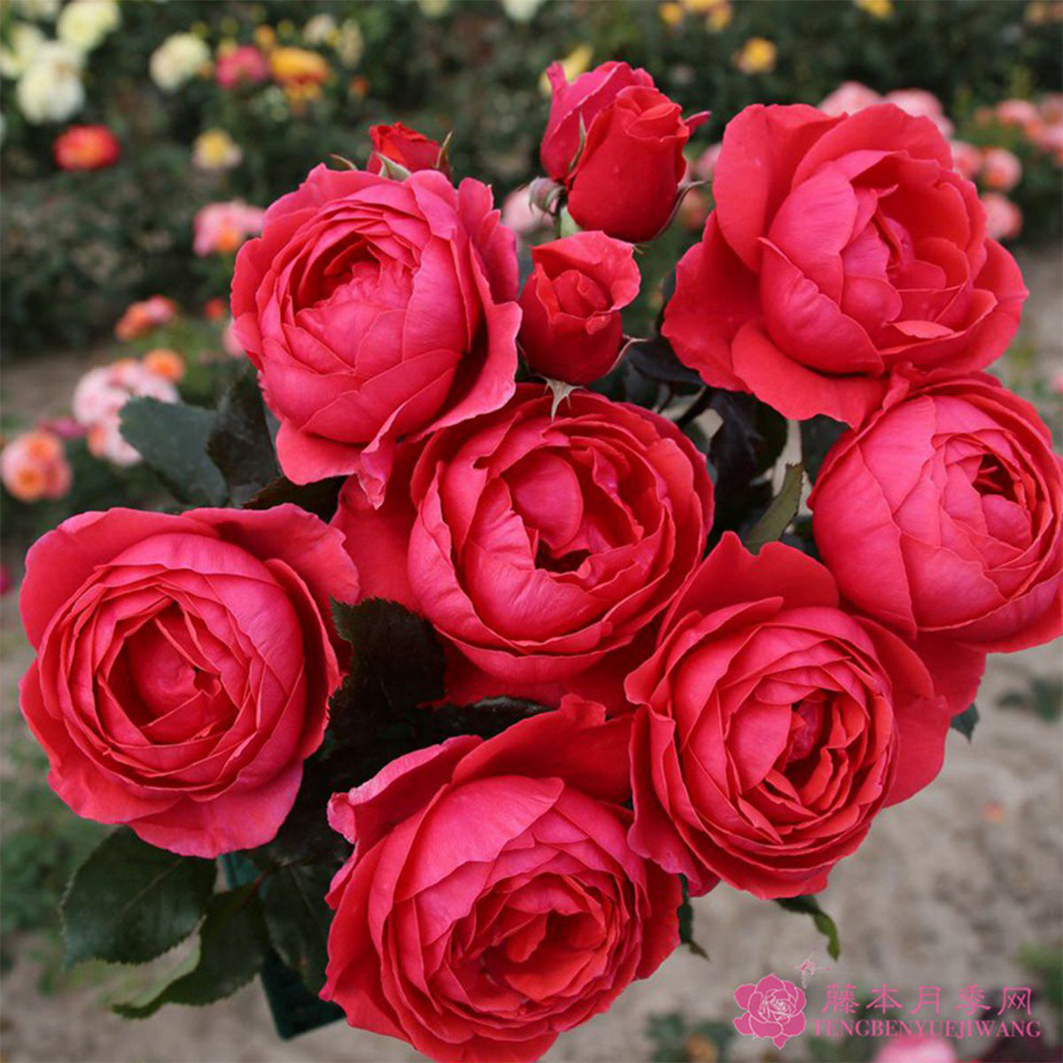 Gartenprinzessin Marie-José German Florist Shrub Rose – Highgarden