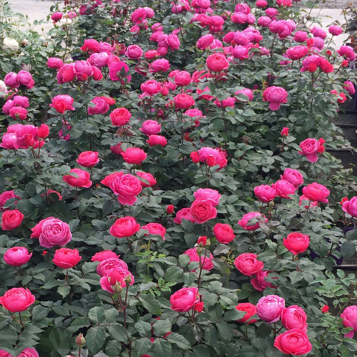 Gartenprinzessin Marie-José German Florist Shrub Rose