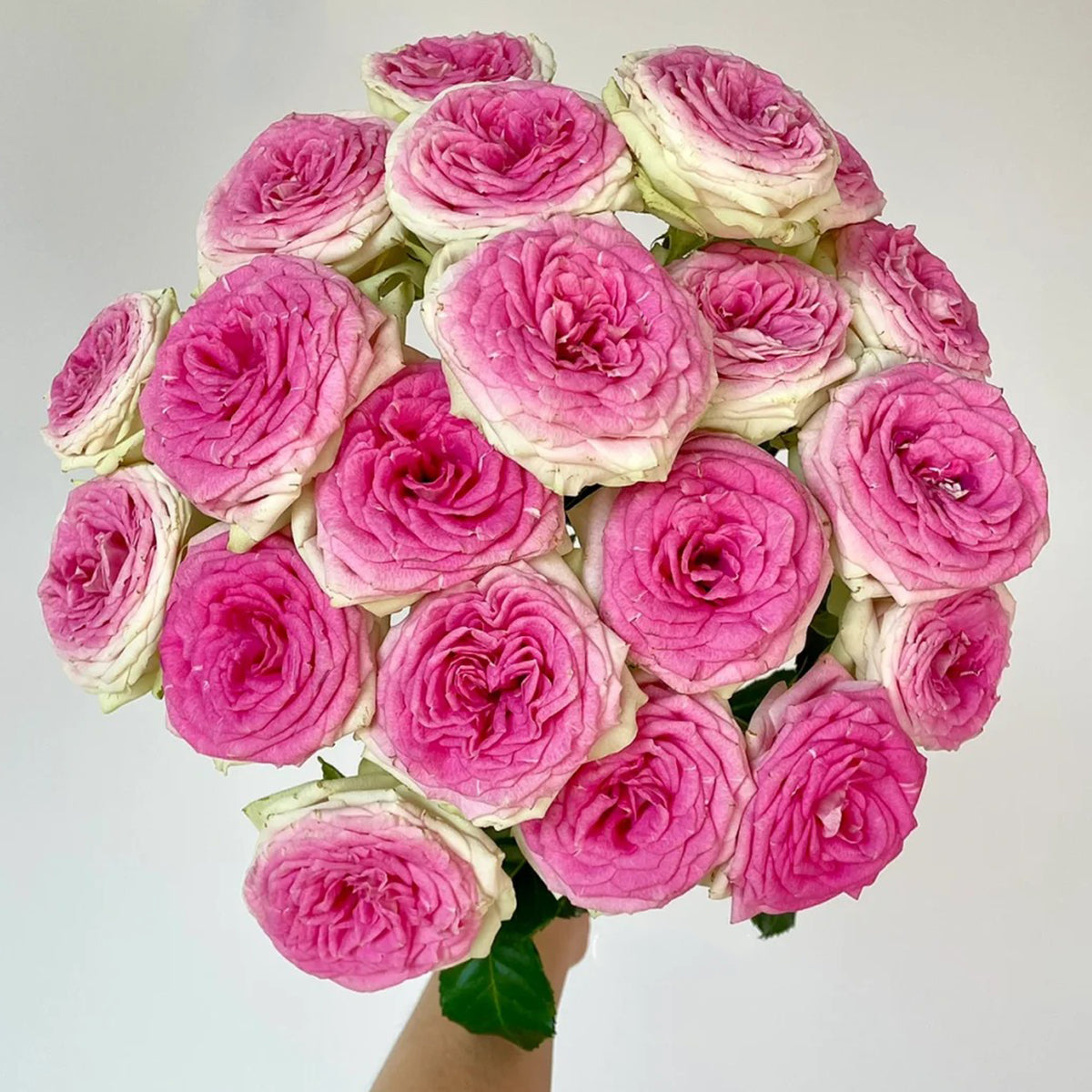 Dutch Florist Shrub Rose Inspired by Gelato