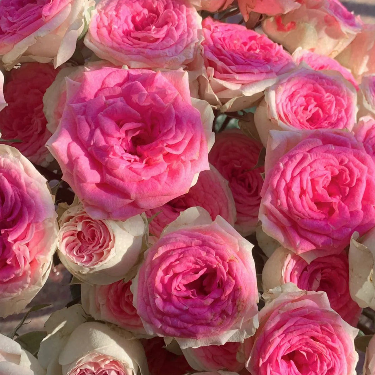 Dutch Florist Shrub Rose Inspired by Gelato