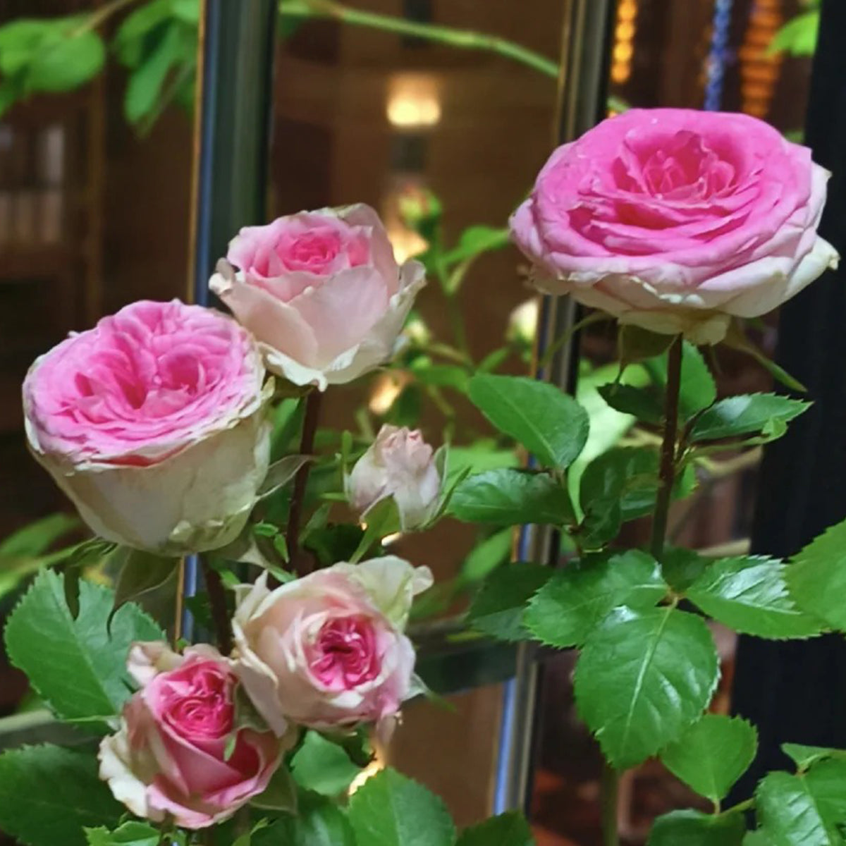 Dutch Florist Shrub Rose Inspired by Gelato