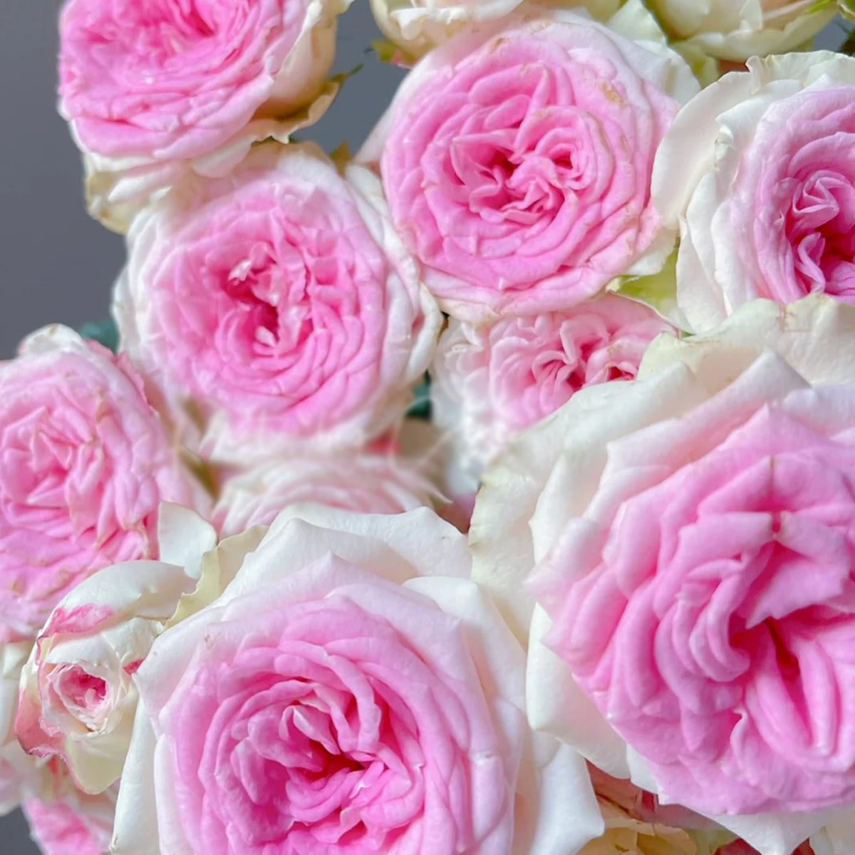 Dutch Florist Shrub Rose Inspired by Gelato