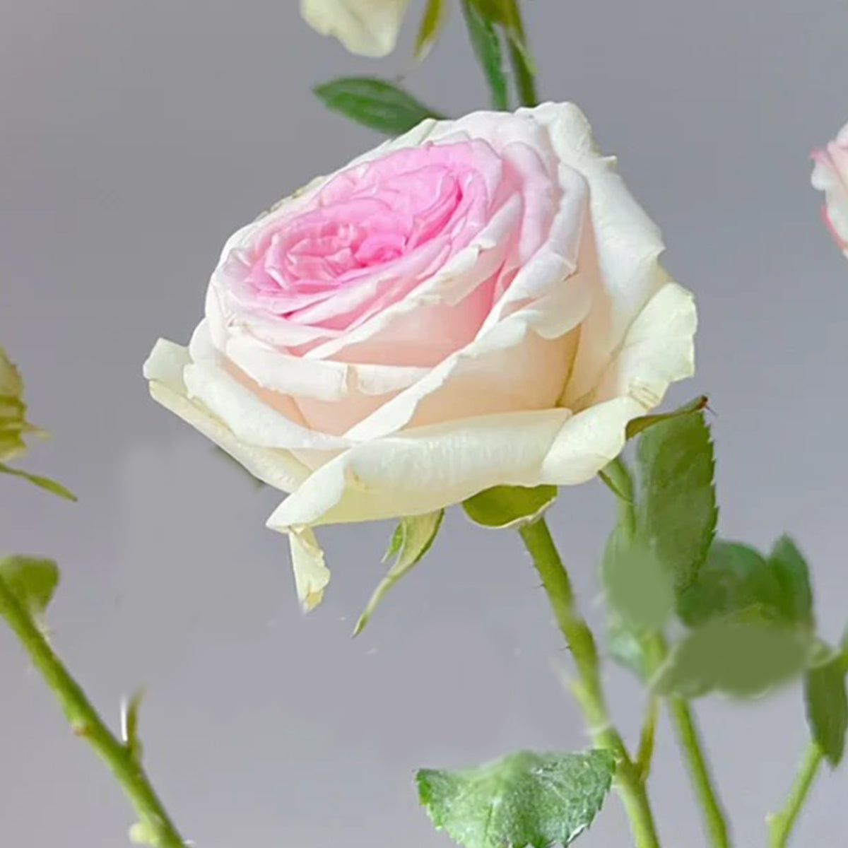 Dutch Florist Shrub Rose Inspired by Gelato