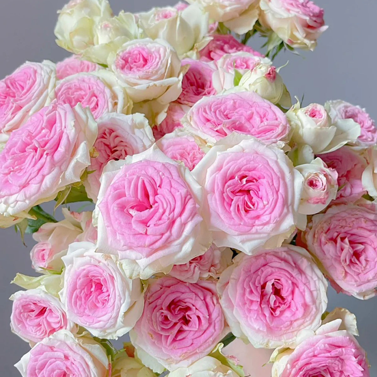 Dutch Florist Shrub Rose Inspired by Gelato