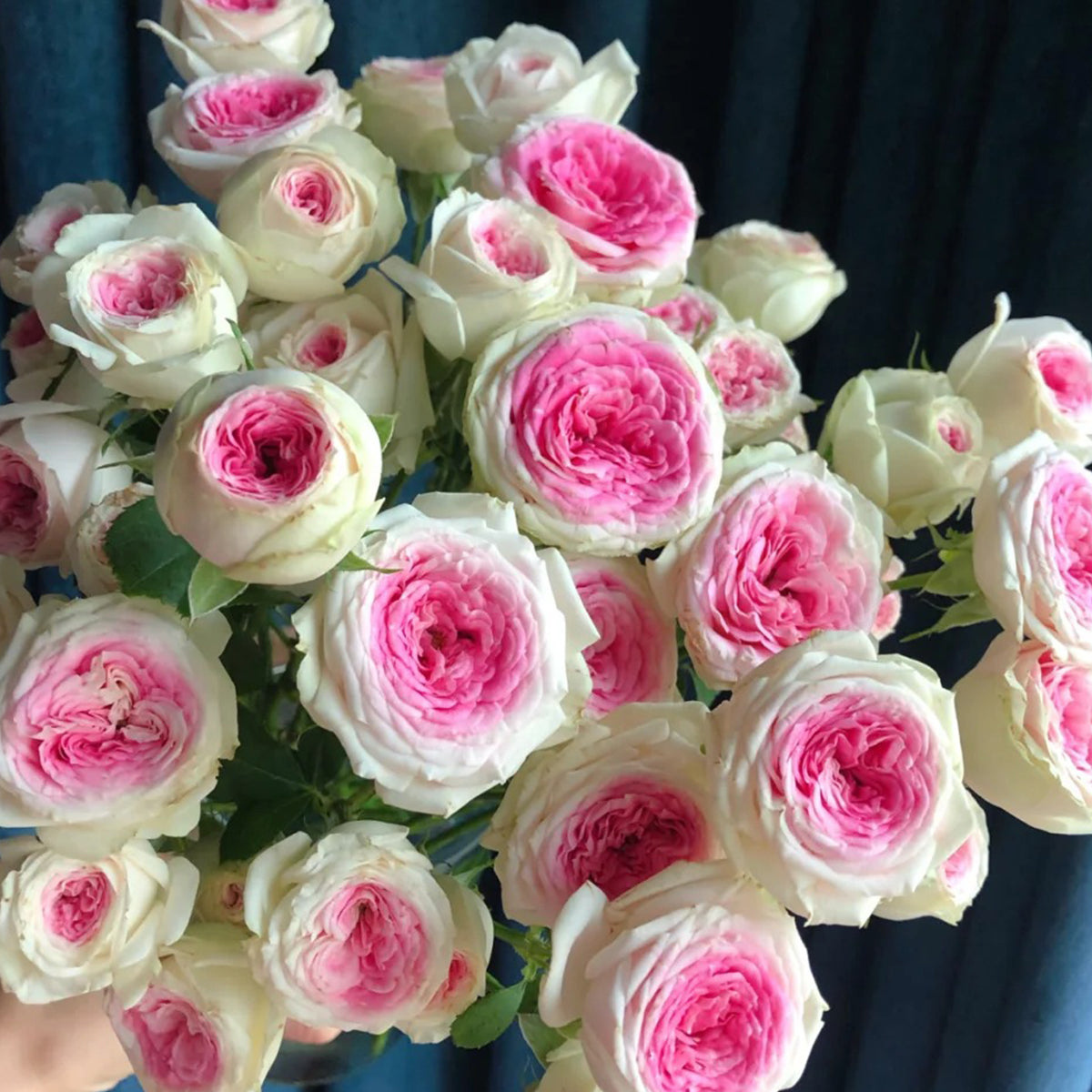 Dutch Florist Shrub Rose Inspired by Gelato