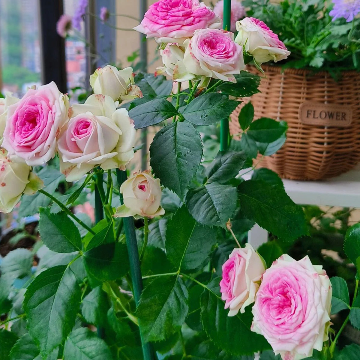 Dutch Florist Shrub Rose Inspired by Gelato