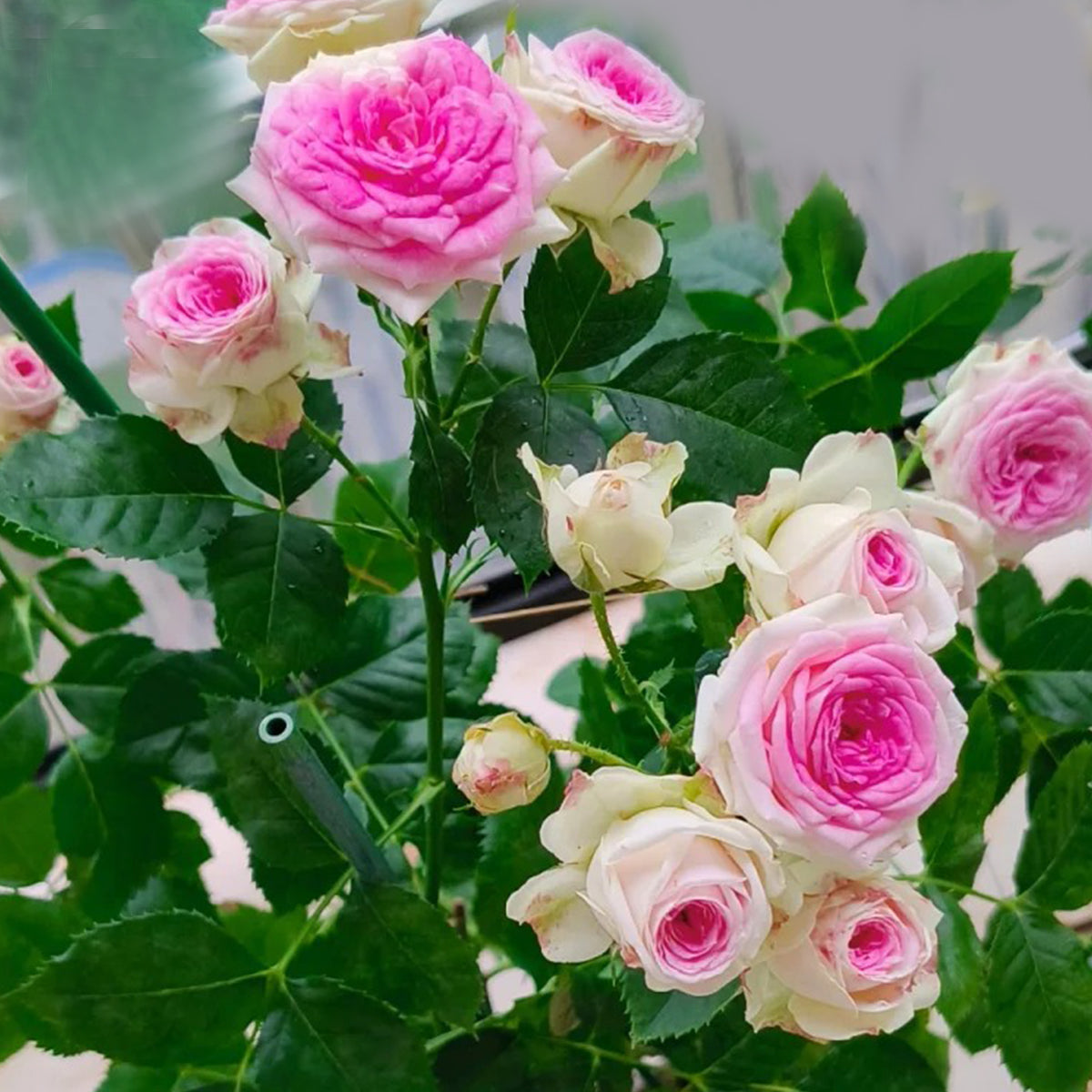 Dutch Florist Shrub Rose Inspired by Gelato