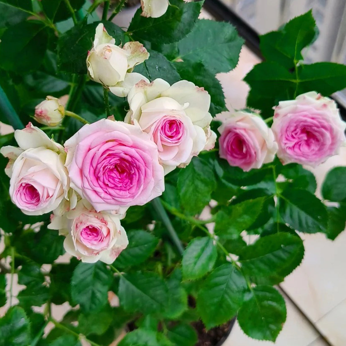 Dutch Florist Shrub Rose Inspired by Gelato