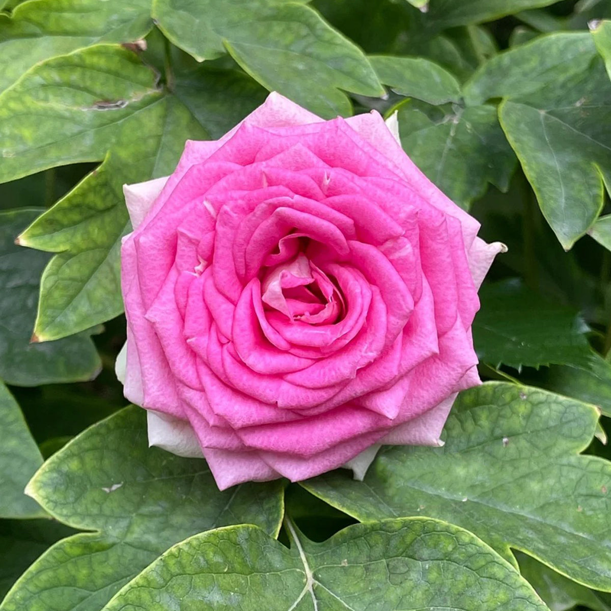 Dutch Florist Shrub Rose Inspired by Gelato