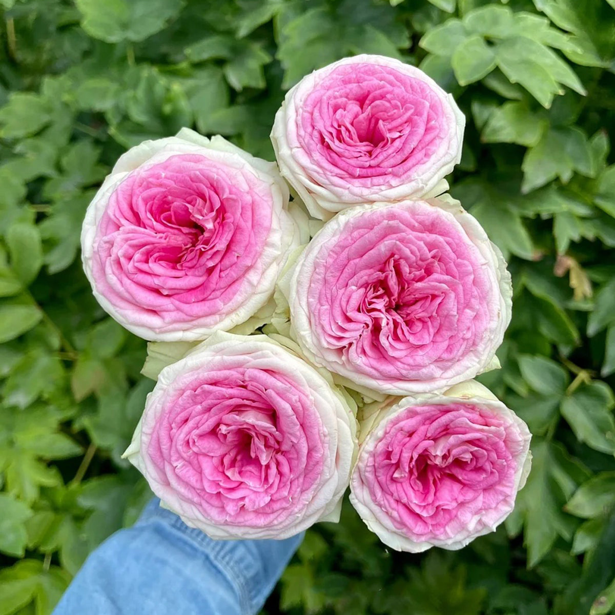 Dutch Florist Shrub Rose Inspired by Gelato