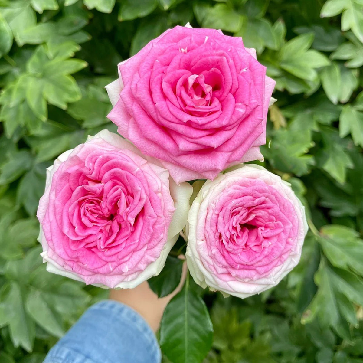 Dutch Florist Shrub Rose Inspired by Gelato