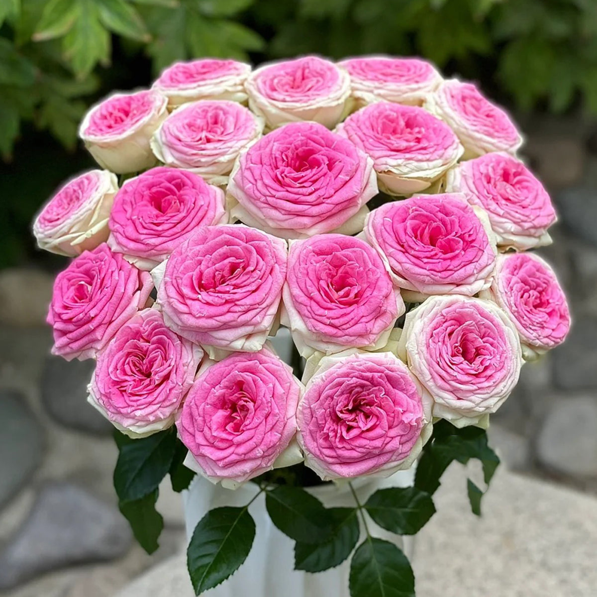 Dutch Florist Shrub Rose Inspired by Gelato