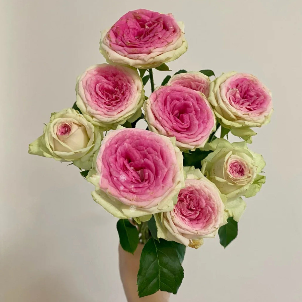 Dutch Florist Shrub Rose Inspired by Gelato
