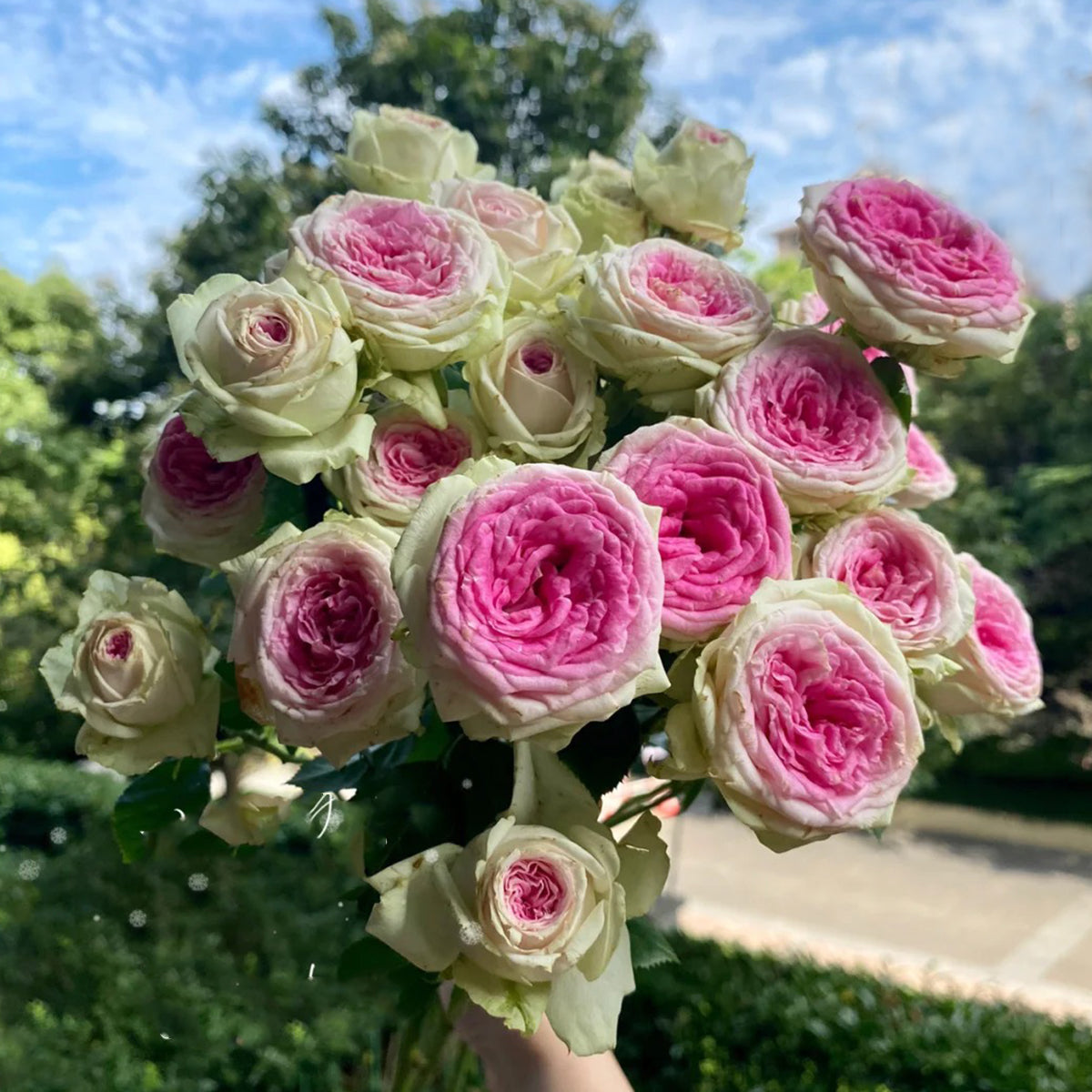 Dutch Florist Shrub Rose Inspired by Gelato