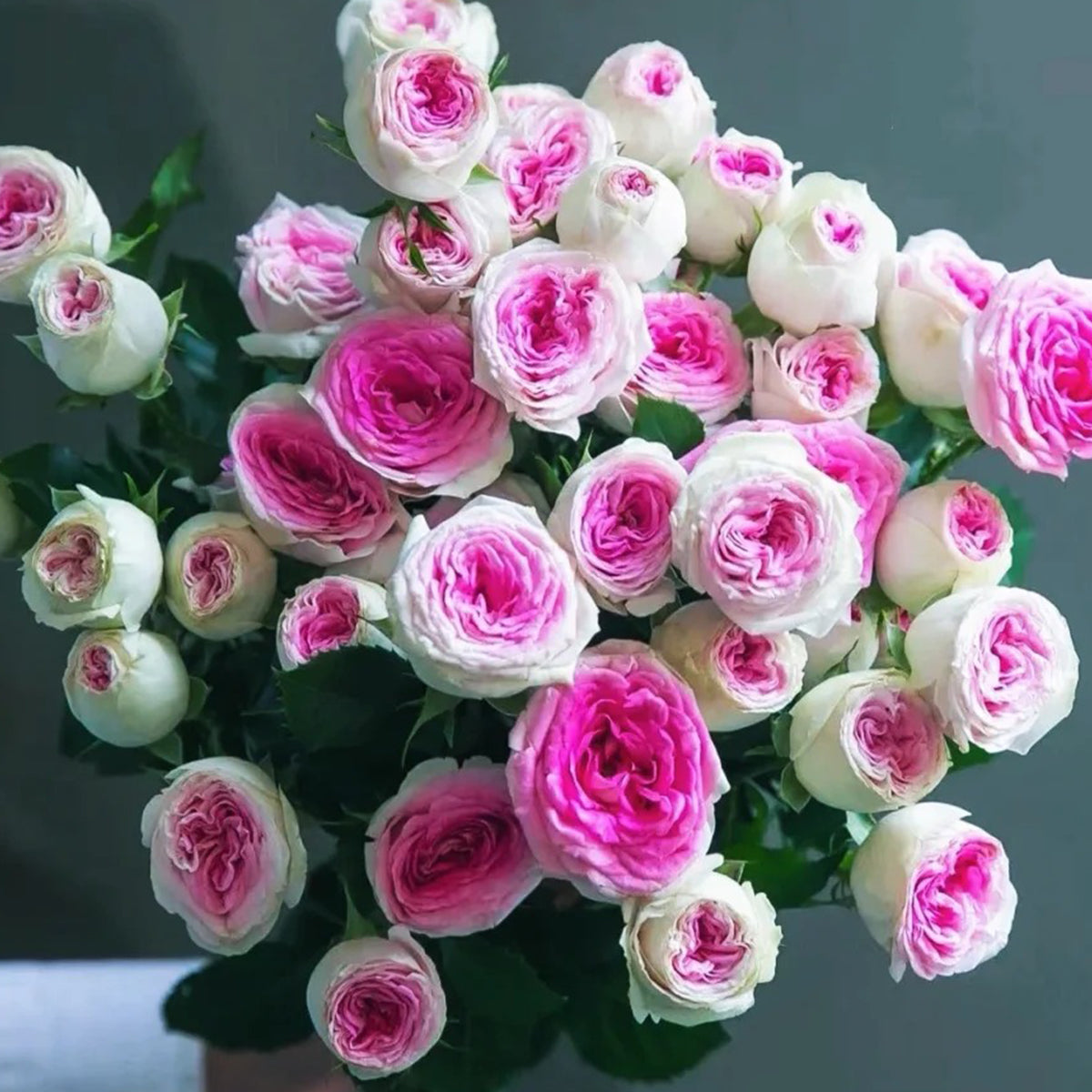 Dutch Florist Shrub Rose Inspired by Gelato