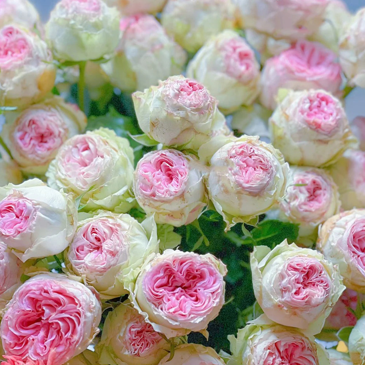 Dutch Florist Shrub Rose Inspired by Gelato
