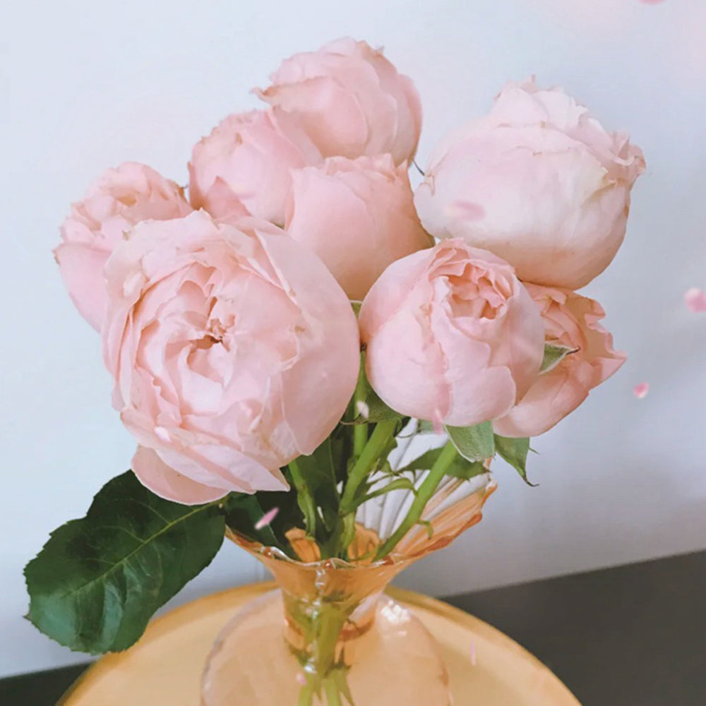 Dutch Florist Shrub Rose Inspired by Georgia Peach