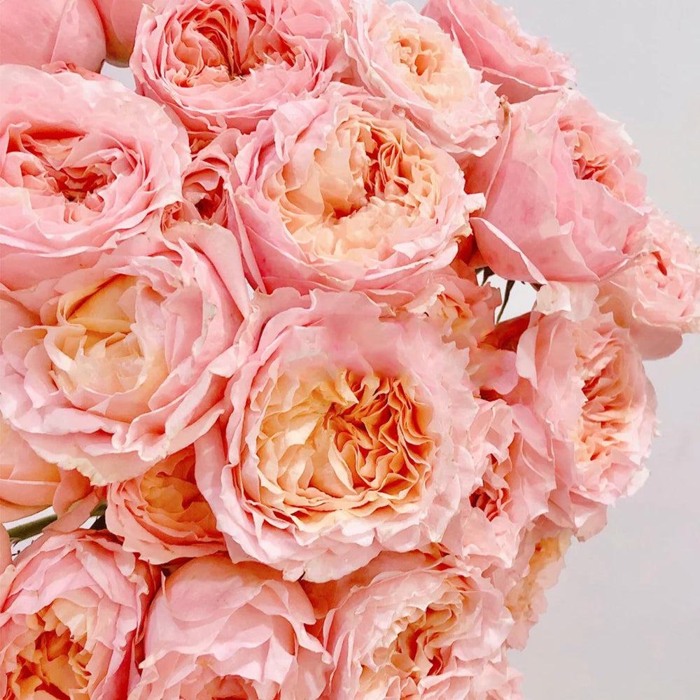 Dutch Florist Shrub Rose Inspired by Georgia Peach
