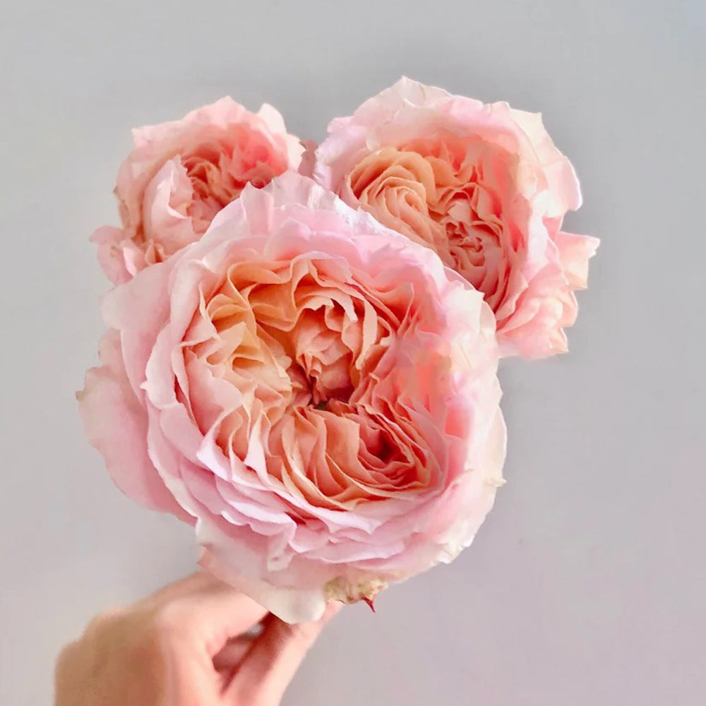 Dutch Florist Shrub Rose Inspired by Georgia Peach