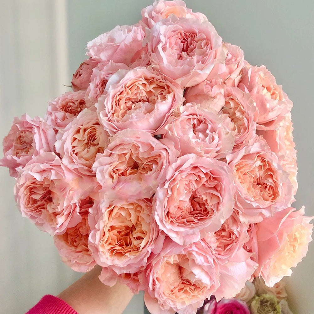 Dutch Florist Shrub Rose Inspired by Georgia Peach